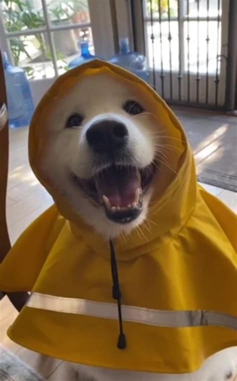 PsBattle: This dog in a raincoat : r/photoshopbattles