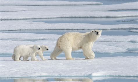 10 Curiosidades de los Osos Polares | Animales encantadores