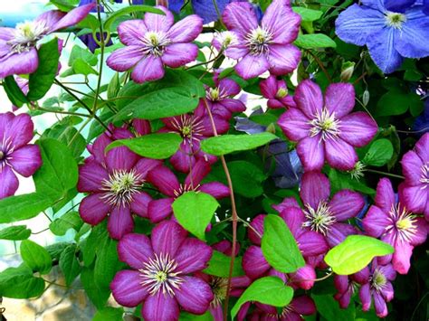 Best Flowering Vines for the Northern US | Gardener's Path