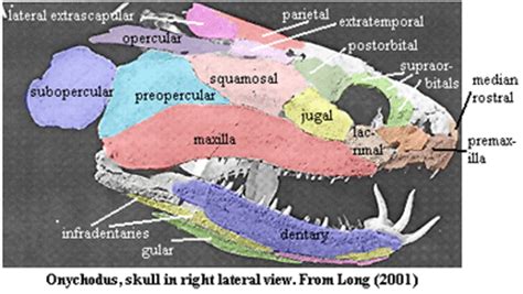 Palaeos Vertebrates Sarcopterygii: Onychodontiformes