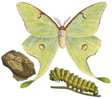 Stock Illustration - The life stages of a Luna moth (Actias luna ...