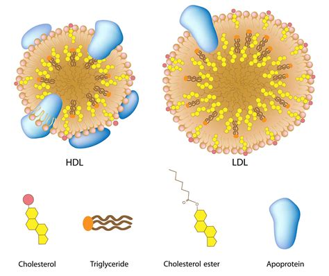 What is Apolipoprotein E? - Cardiovascular DNA