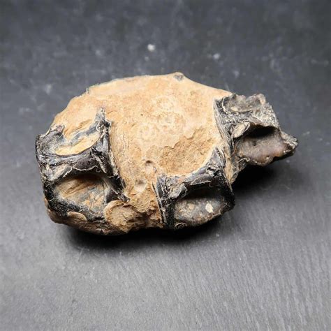 Unidentified Marine Reptile Fossils - Buy Marine Reptile Fossils UK