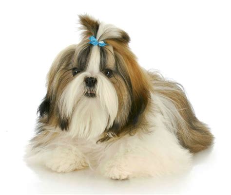 Imagem relacionada | Shih tzu, Shih tzu dog, Dog grooming clippers