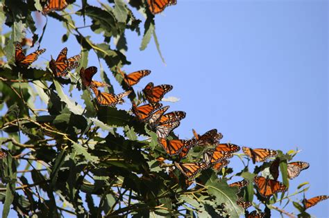 After Thanksgiving Count, Western Monarch Near Extinction - Bay Nature