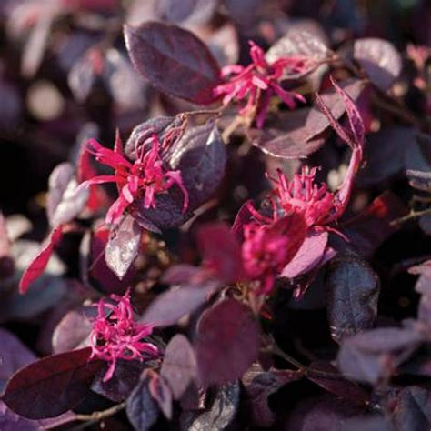 Southern Living Plants Purple Diamond Loropetalum Flowering Bush 2 Gal - Walmart.com - Walmart.com