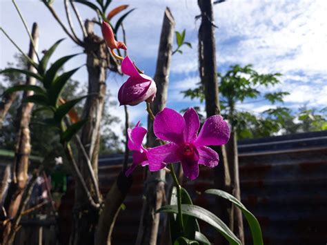 Is this a Cooktown orchid? : r/orchids