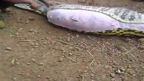 Opening Anaconda's Stomach at a Farm in Pará State Brazil - YouTube