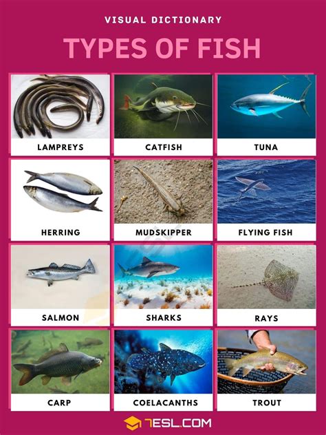 Types of Fish: List of Fish with Interesting Facts and Pictures • 7ESL ...