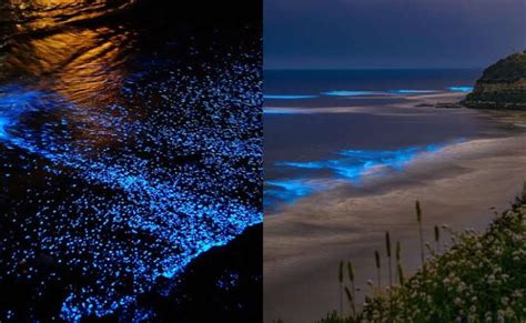 Amazed by the glowing beach in Vizag? Check out other bioluminescent beaches in India