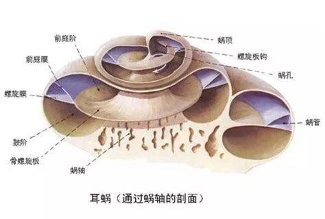 【组胚】|耳