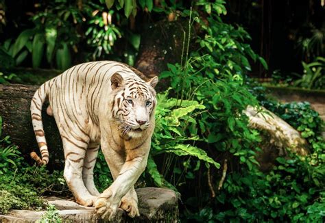 Facts about albino tigers? - factstraits.com