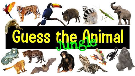 Guess the Animal Sound Game | Jungle Animal Sounds Quiz in 2023 ...