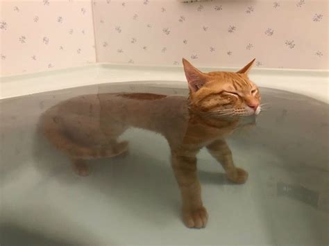 Cat in a bathtub/ cat/ water | Funny animals, Cats, Pretty cats