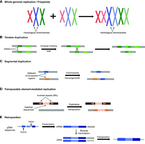 Mechanisms of gene duplication. (A) Whole-genome duplication (WGD) or... | Download Scientific ...