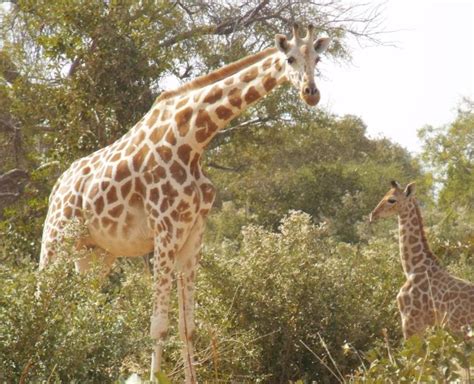 West African Giraffe | African Wildlife Foundation