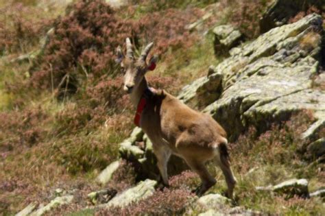 The return of the living dead: the Pyrenean Ibex - Walking the Pyrenees