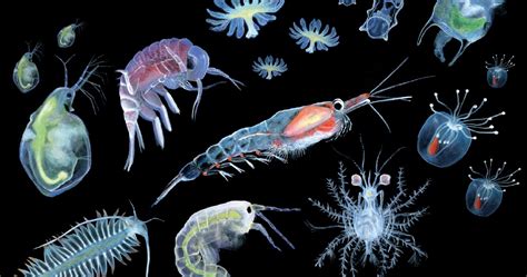 Plankton: small organisms of big importance - Sanja Zamuda