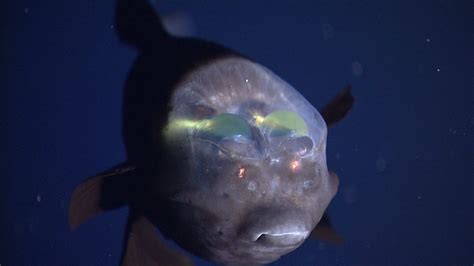 Barreleye fish • MBARI