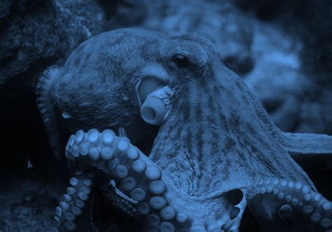 "Squid" vs. "Octopus" – What's The Difference? | Dictionary.com