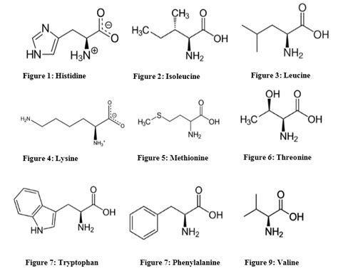 9 essential amino acids – rexius-nutrition