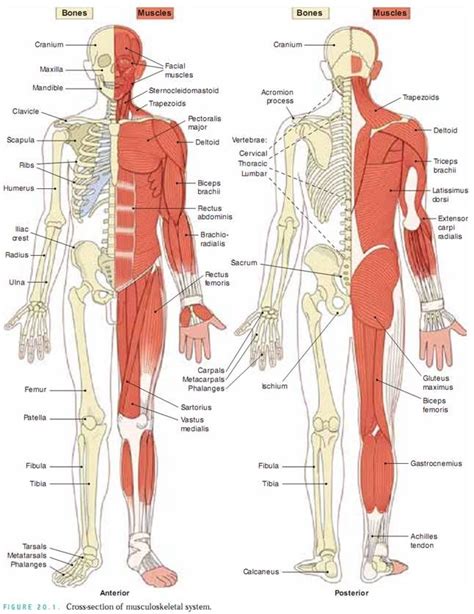 The Muscular/Skeletal system is the combination of the muscular and skeletal systems worki ...