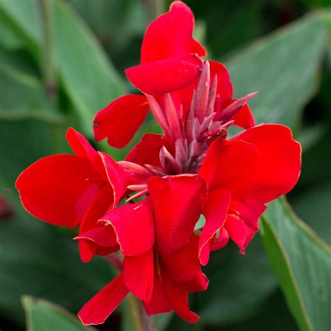 Canna Flower Seeds - Tropical Series: Red - 25 Seeds - Annual Flower Garden Seeds - Canna x ...