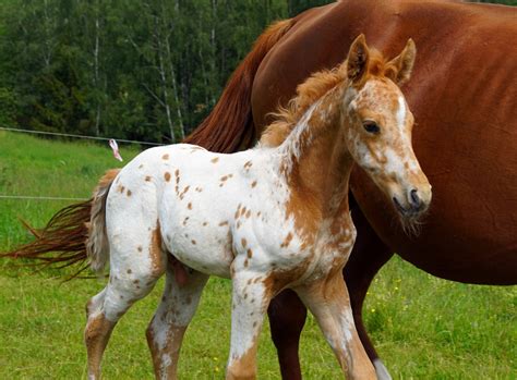 Cute Appaloosa Foal - My Treasure, Chexys Aponivi - Stable Express