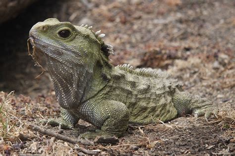 Tuatara: The Three-eyed Baby Dragon of New Zealand | Earth Archives