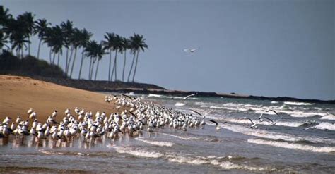 Devbagh Beach (Tarkarli) - 2021 All You Need to Know BEFORE You Go (with Photos) - Tripadvisor