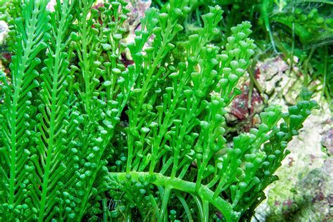 Caulerpa racemosa - Monaco Nature Encyclopedia