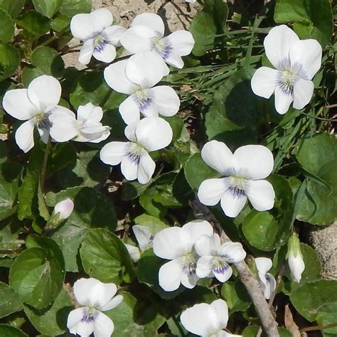 Violet species (Violaceae) – Wild Seed Project