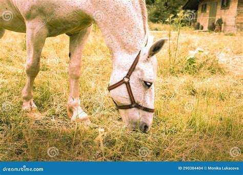 Portrait of a Horse in Enclosure. Stock Photo - Image of black, active: 290384404