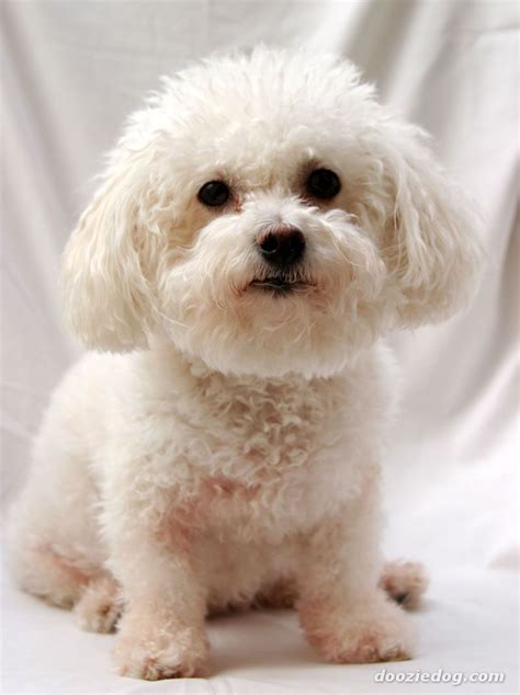 23+ Bichon Poodle Mix Puppies For Adoption - l2sanpiero