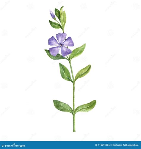 Watercolor Plant of Periwinkle Stock Illustration - Illustration of ...