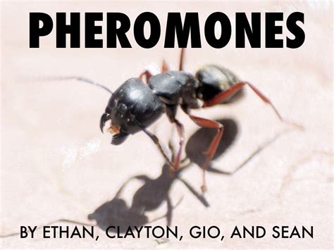 Pheromones by Ethan B