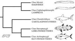 Jawless fishes and Chondrichthyes Flashcards | Quizlet