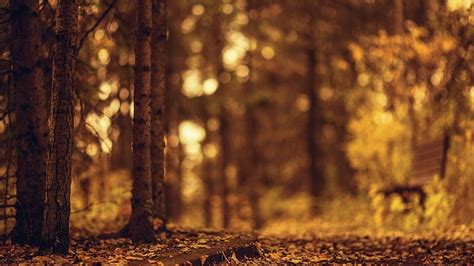 Trees Forest Yellow Brown Blur Bokeh Background Brown Aesthetic, HD wallpaper | Peakpx