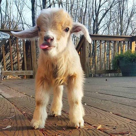 derpy goat | Fluffy animals, Cute baby animals, Animals