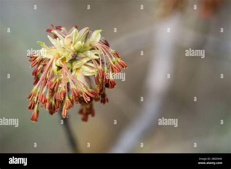 Box Elder Tree High Resolution Stock Photography and Images - Alamy