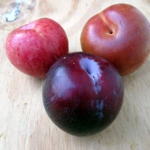 When Does Pluot Season Being (and End)?