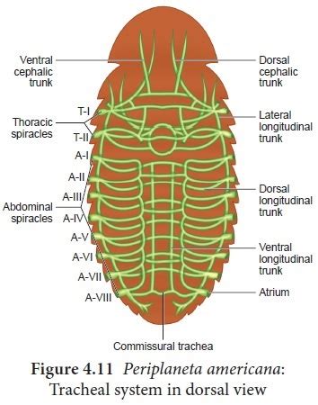 Anatomy of Cockroach (Periplaneta americana): Digestive, Respiratory, Circulatory, Nervous ...