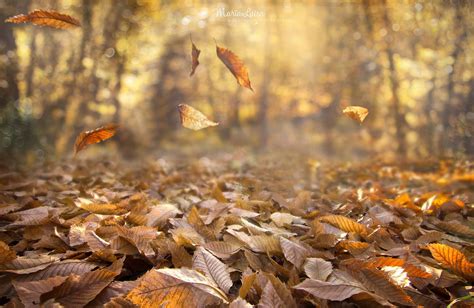 dried leaves #fall #nature #leaves depth of field #wind #forest #1080P ...