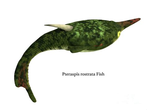 Pteraspis Fish Side Profile with Font Digital Art by Corey Ford - Pixels