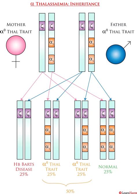 α Thalassaemia - LearnHaem | Haematology Made Simple