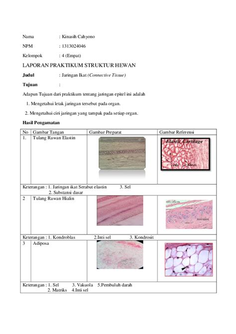 (DOC) Jaringan Ikat