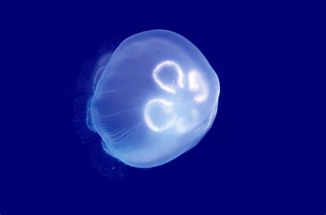 Jellyfish Free Stock Photo - Public Domain Pictures