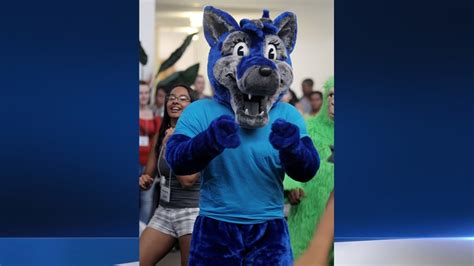 Thief Steals Cal State San Bernardino’s Cadee the Coyote Mascot Costume ...