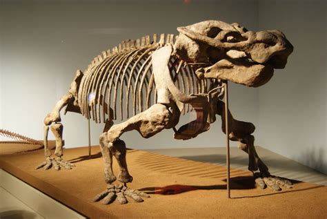 Aulacephalodon peavoti, Permian dicynodont from the Karoo, South Africa | Prehistoric, Fossils ...