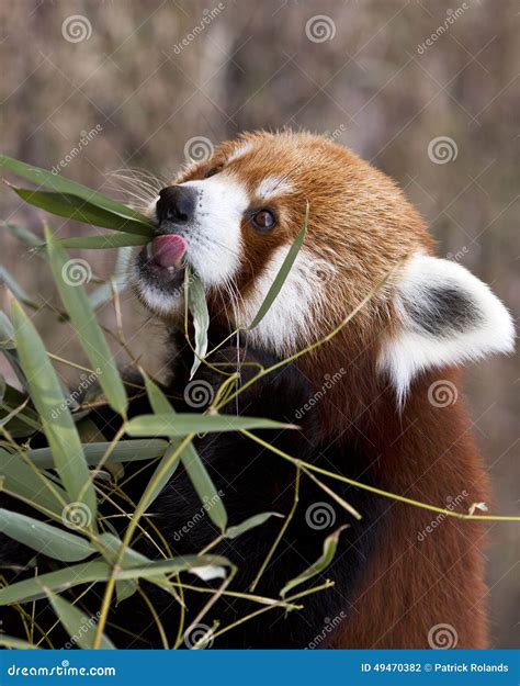 Red panda eating stock photo. Image of climber, environment - 49470382